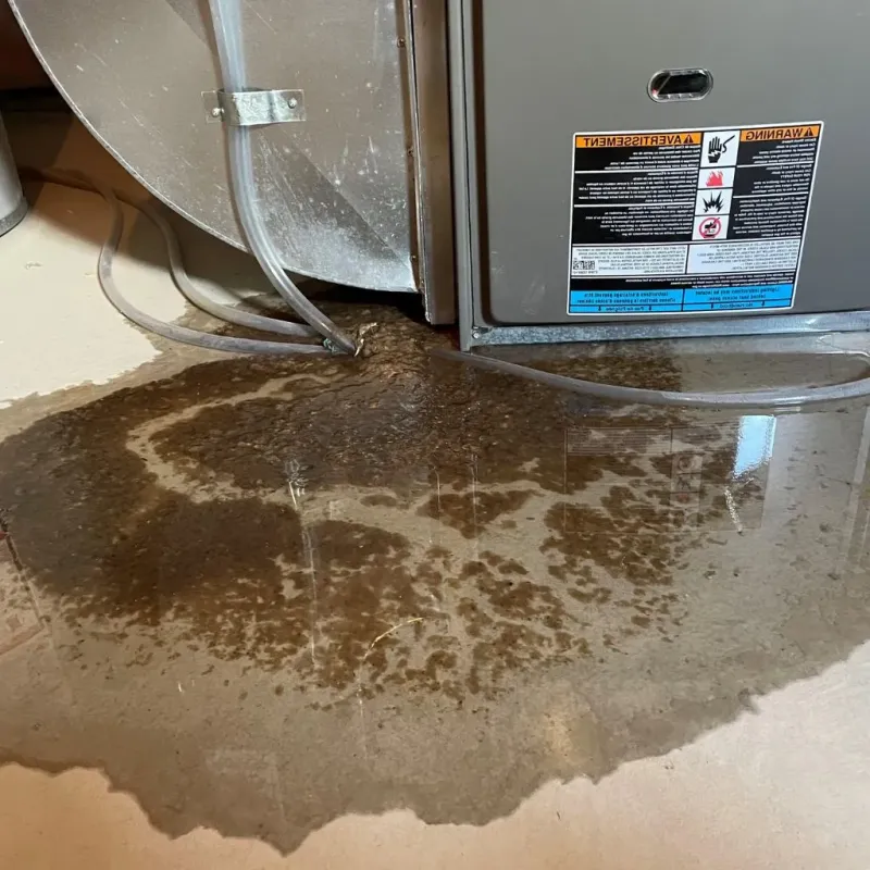 Pipe Burst and Leak Restoration in Ripley County, MO